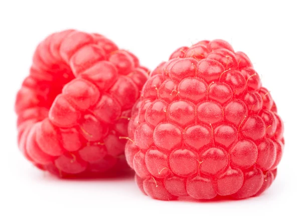 화이트 딸기 — 스톡 사진