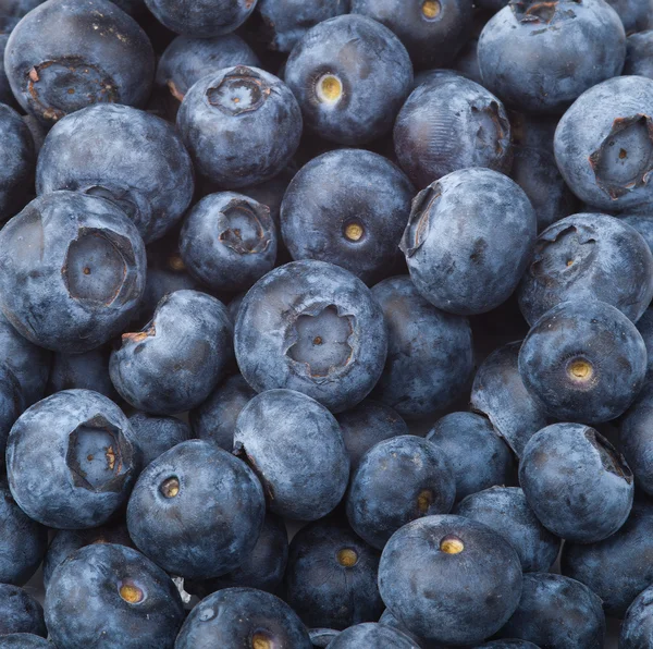 Many blueberries — Stock Photo, Image