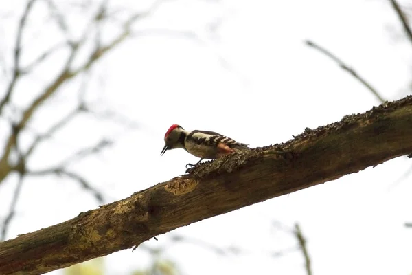 stock image Woodpecker