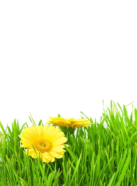 Geïsoleerde groen gras met gele bloemen — Stockfoto