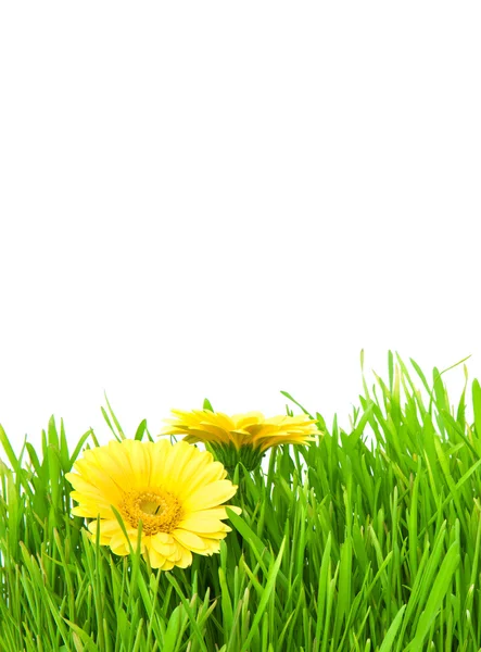 stock image Isolated green grass with yellow flowers