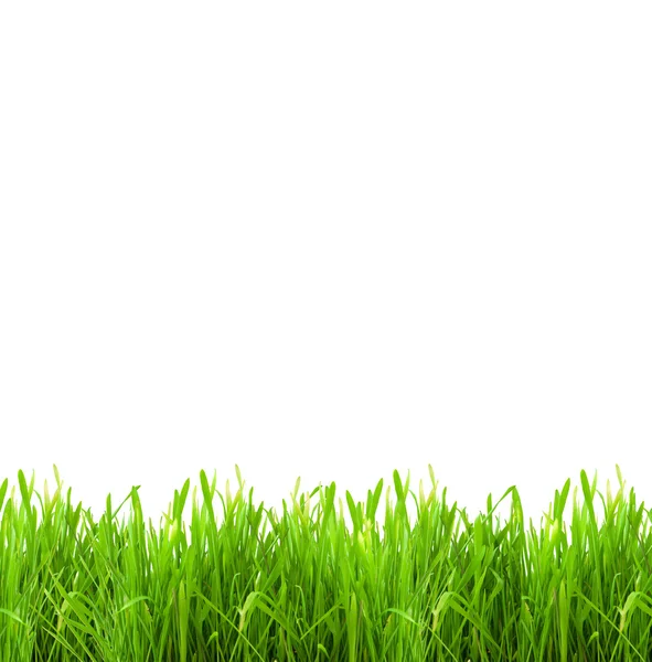 Isolerade grönt gräs — Stockfoto