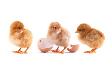 The yellow small chicks clipart