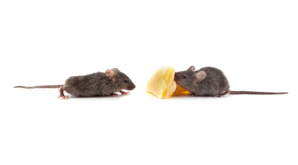 Șoarece și brânză — Fotografie, imagine de stoc