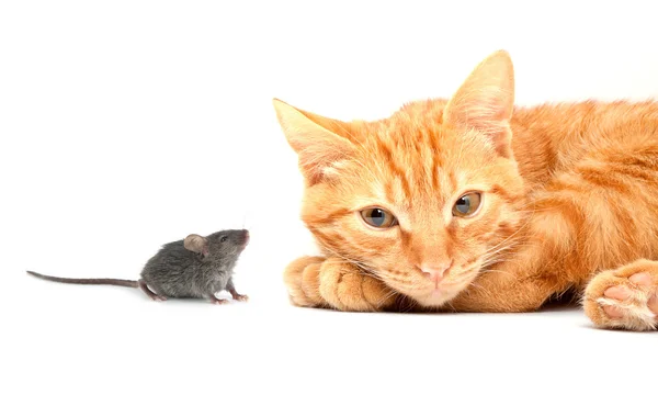 小鼠标 — 图库照片