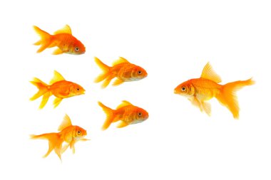 Three goldfishes clipart