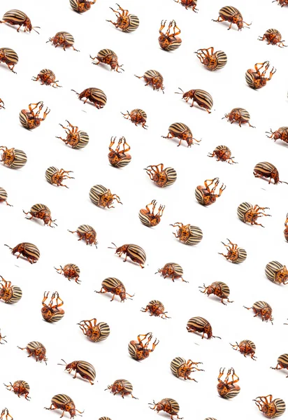 Colorado ziemniaczanej chrząszczy — Zdjęcie stockowe