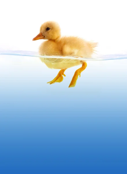 stock image The yellow duckling swimming