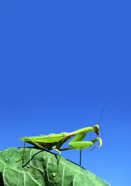 Зелений mantis — стокове фото