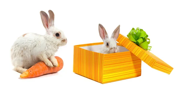 Кролик в желтой коробке — стоковое фото