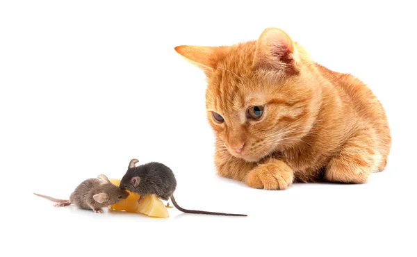Küçük fare — Stok fotoğraf