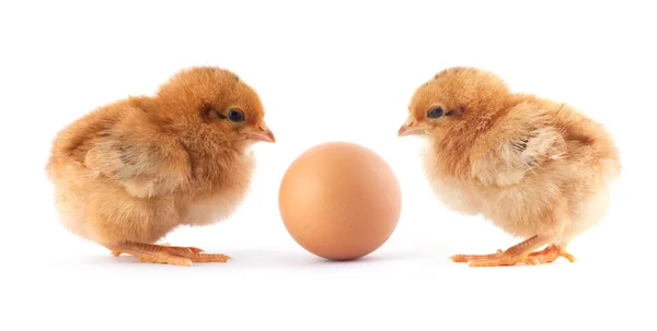 Två gula små kycklingar — Stockfoto