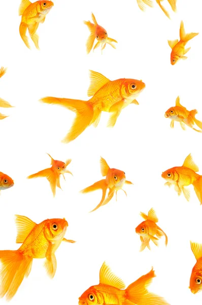 stock image Goldfish