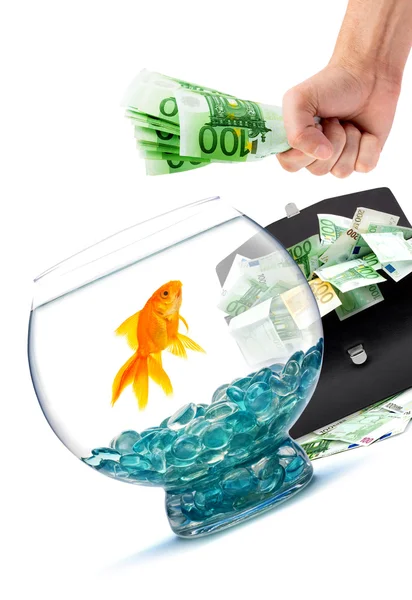 Peixe-dourado com dinheiro — Fotografia de Stock