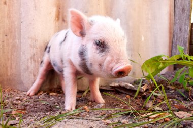 sevimli bir çamurlu piglet açık havada f üzerinde çalışan bir close-up