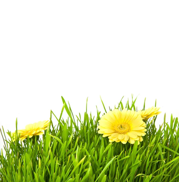 Sarı çiçekli izole yeşil çimen — Stok fotoğraf