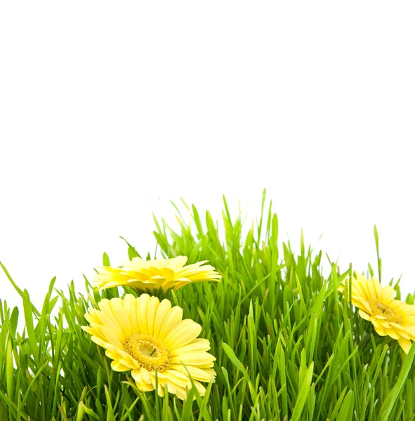 Sarı çiçekli izole yeşil çimen — Stok fotoğraf