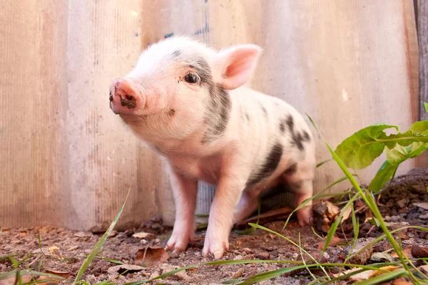 Close-up af en sød mudret gris løber rundt udendørs på f Royaltyfrie stock-billeder