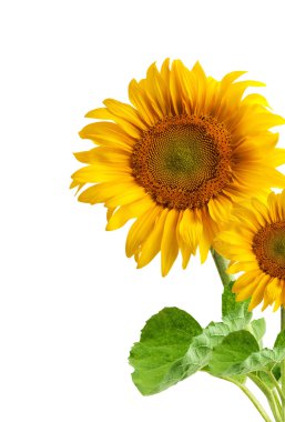 The beautiful sunflower clipart