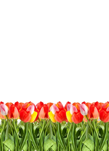 Grono tulipany — Zdjęcie stockowe