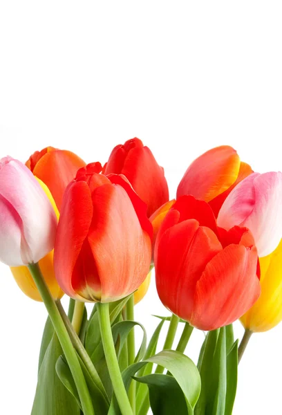 Bouquet de tulipes — Photo