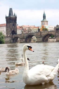 Prag. Charles Köprüsü Prag Çek Cumhuriyeti