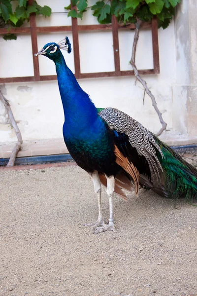 Portrait of beautiful male indian peacock — Stock Photo, Image
