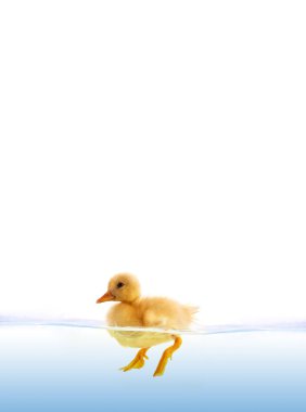 The yellow duckling swimming clipart