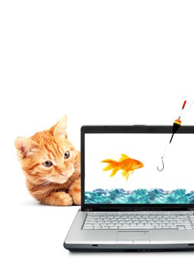 Japon balığı, kedi, laptop