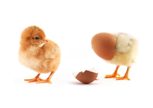 The yellow small chick — Stock Photo, Image