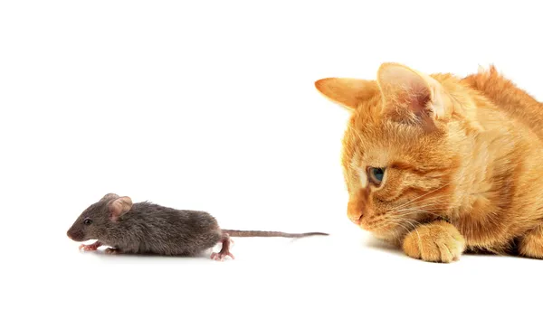 Myš a kočka — Stock fotografie
