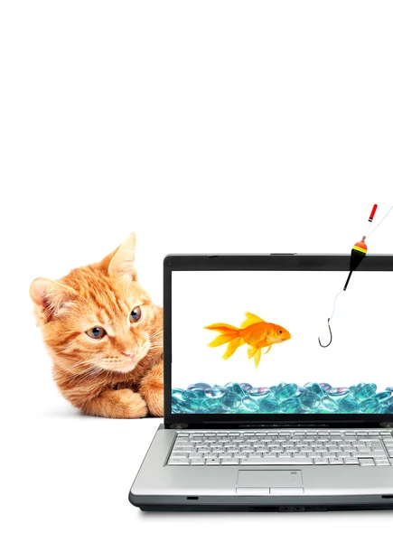Pesce rosso, gatto, computer portatile — Foto Stock