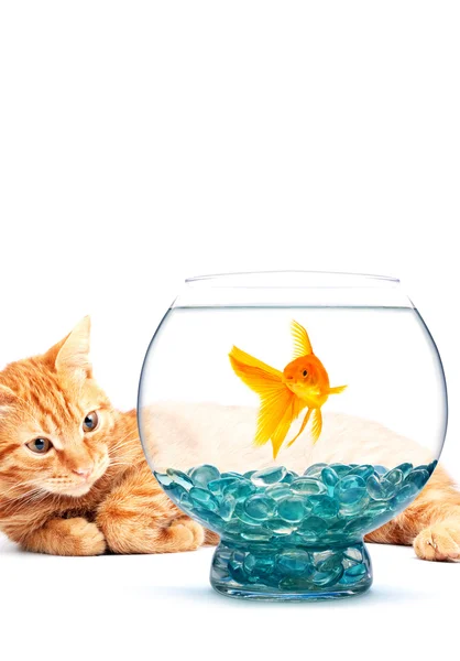 Золота рибка і кішка — стокове фото