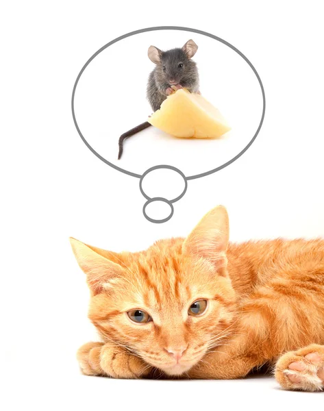 Γάτα και ποντίκι — Φωτογραφία Αρχείου