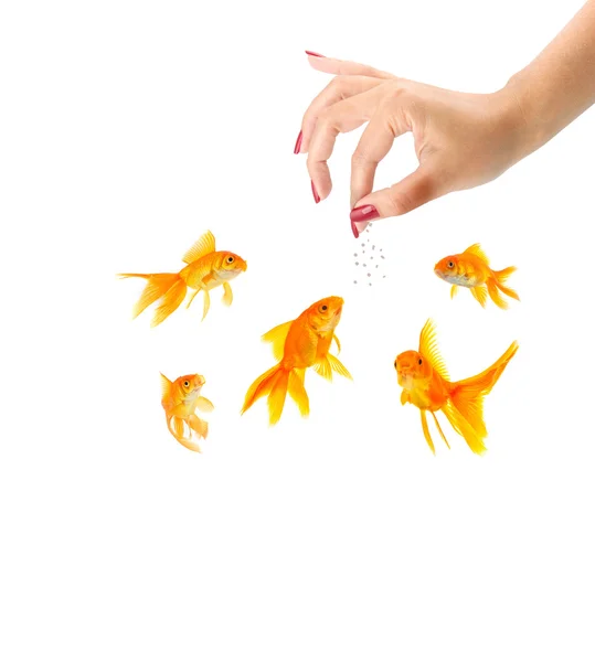 Kvinna utfodring goldfishes — Stockfoto