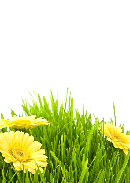 Na białym tle zielonej trawie żółte kwiaty — Zdjęcie stockowe
