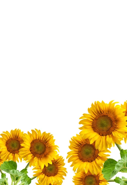 The beautiful sunflower — Stock Photo, Image