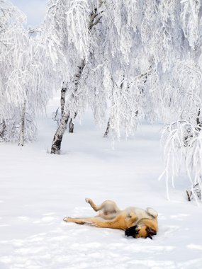 Dog playing in snow. clipart