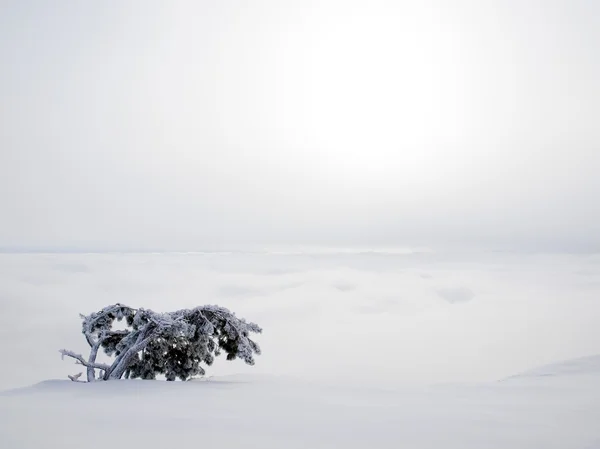 Pine over wolken. — Stockfoto