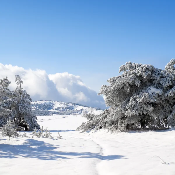Winterse landschap. — Stockfoto