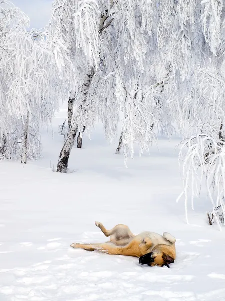 Dog playing in snow. — Stock Photo, Image