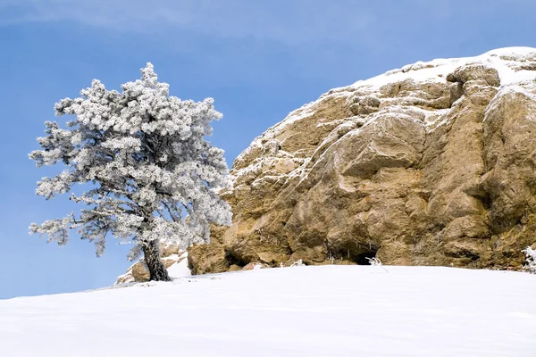 stock image Tree and rock.