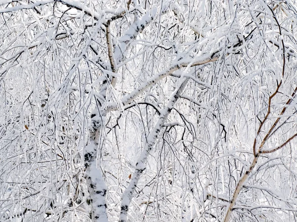 Замороженное дерево . — стоковое фото