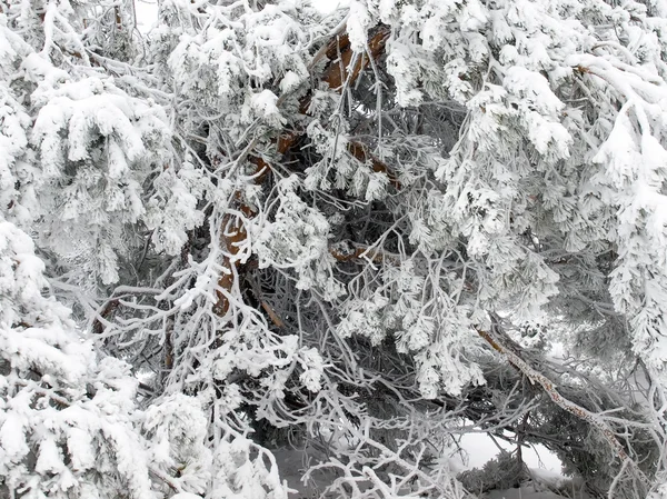 Pine tree. — Stock Photo, Image