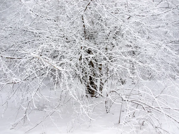 Замороженное дерево . — стоковое фото