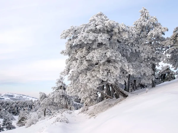 Winterse landschap met besneeuwde bomen. — Stockfoto