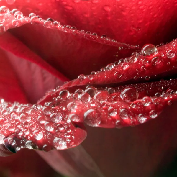 Czerwona róża zbliżenie tła. — Zdjęcie stockowe