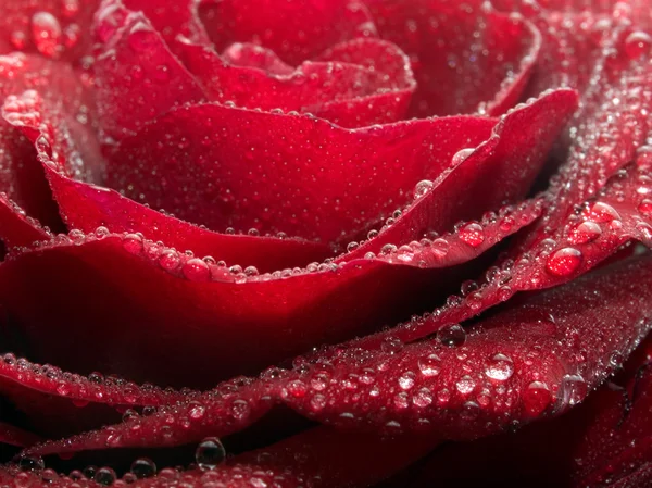 Rote Rose Nahaufnahme Hintergrund. — Stockfoto