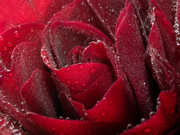 Rose rouge fond gros plan . — Photo