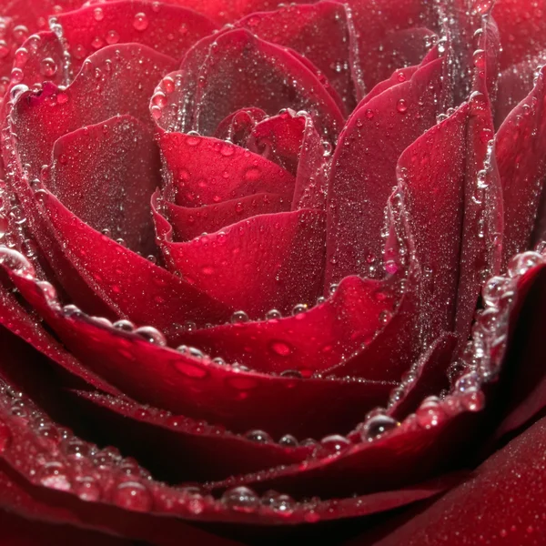 Rose rouge fond gros plan . — Photo